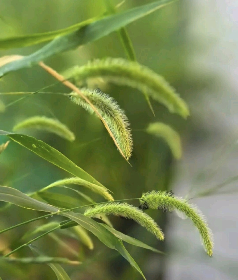 狗尾草/作者：崔和平（图3）