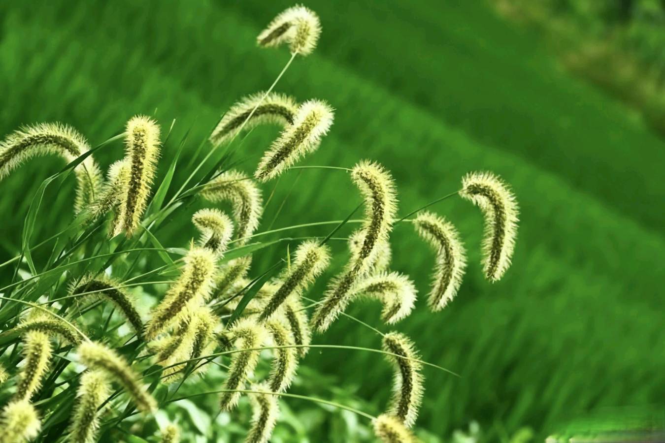 狗尾草/作者：崔和平（图4）