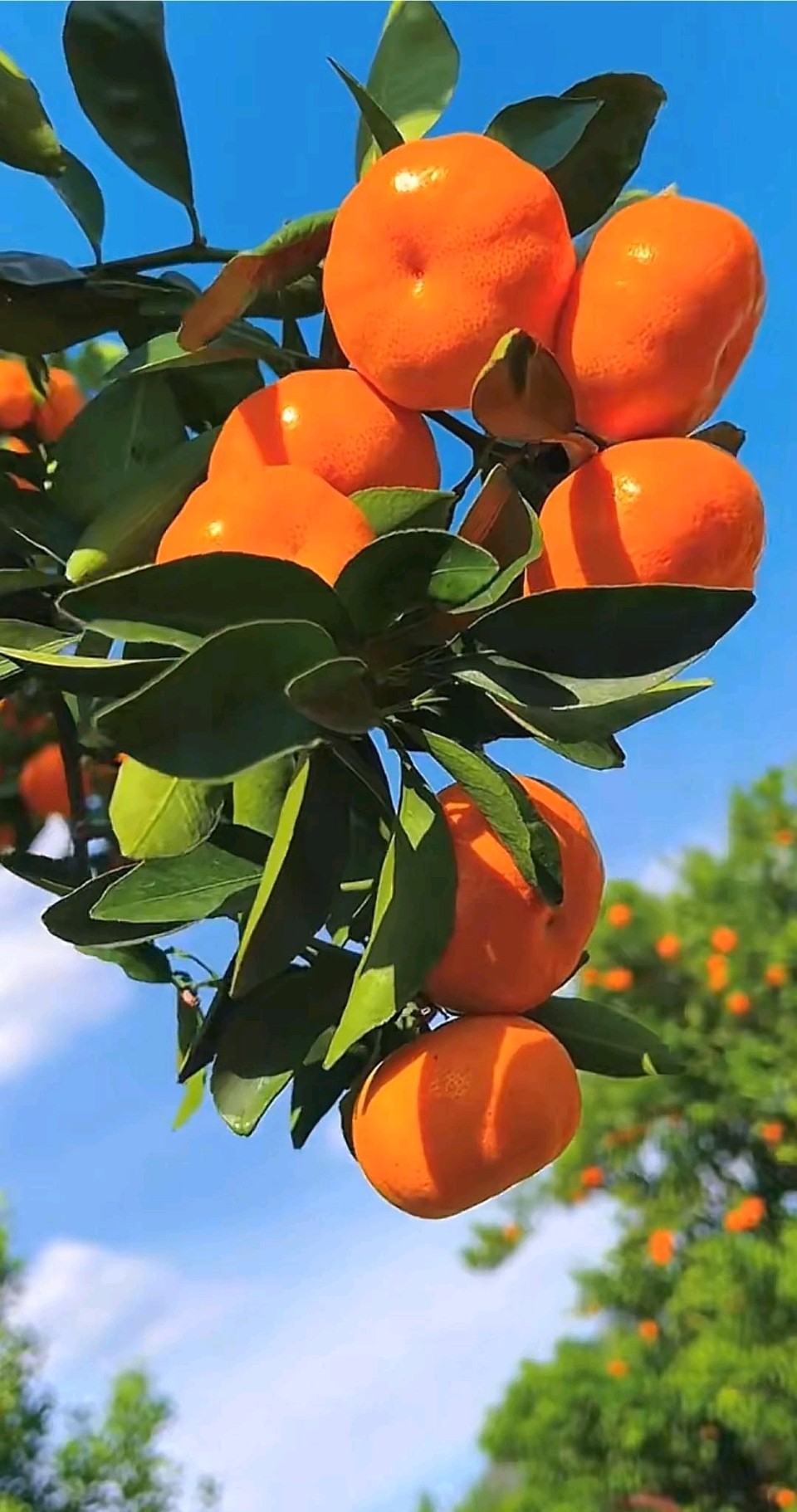 满树桔子熟🍊（图5）