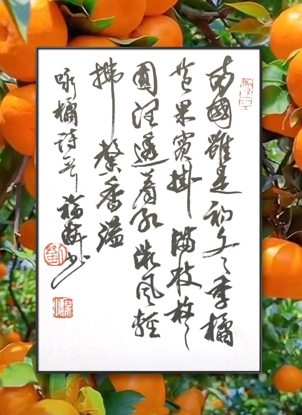 满树桔子熟🍊