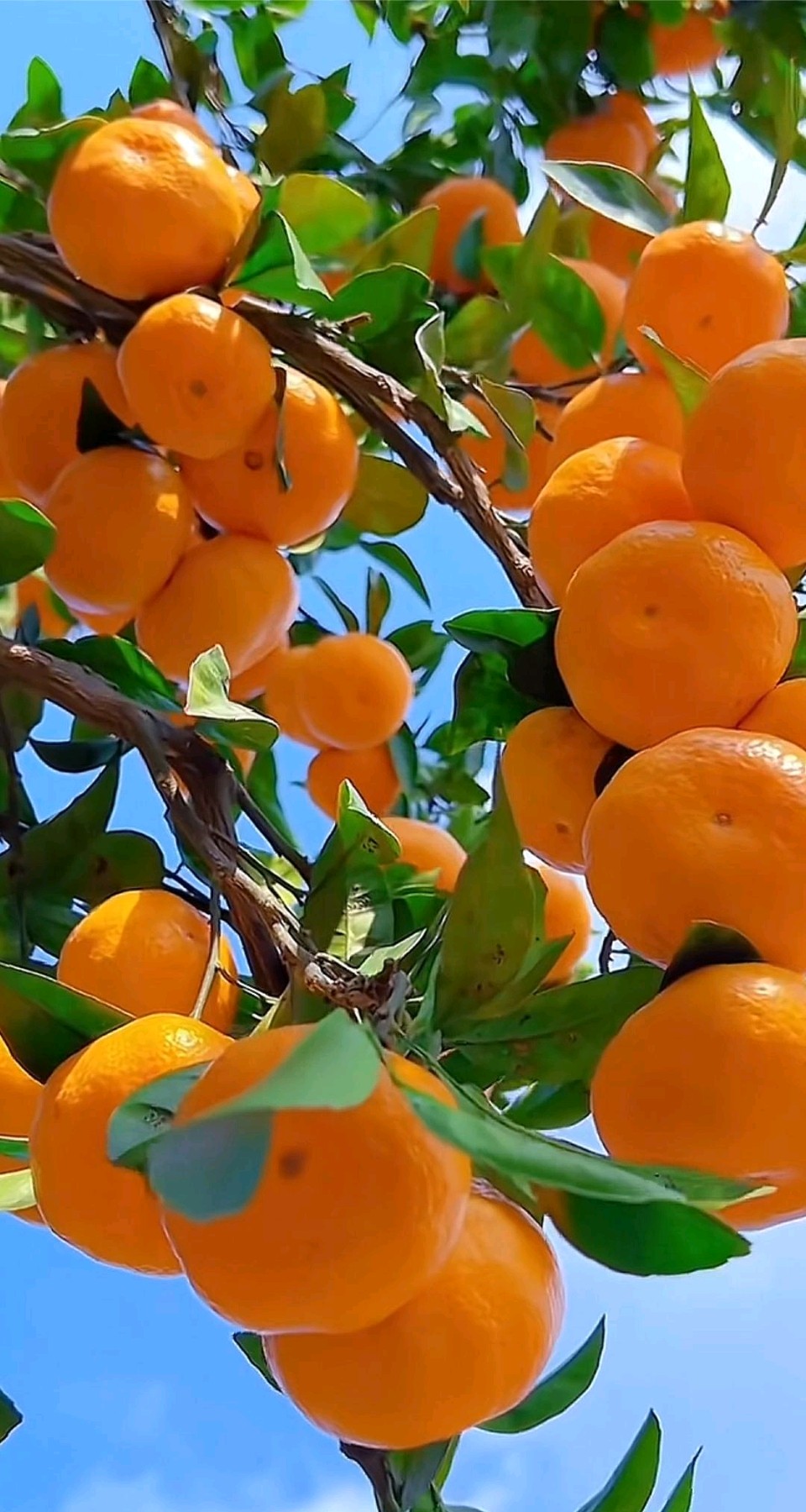 满树桔子熟🍊（图9）