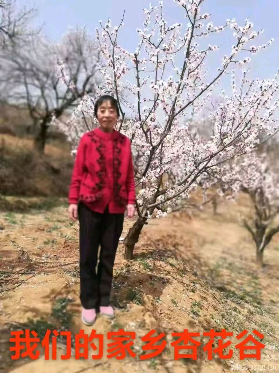 蓝胥阁（苏文蔚）//挥泪改写《長相依》 贤妻生日寄哀思（图13）