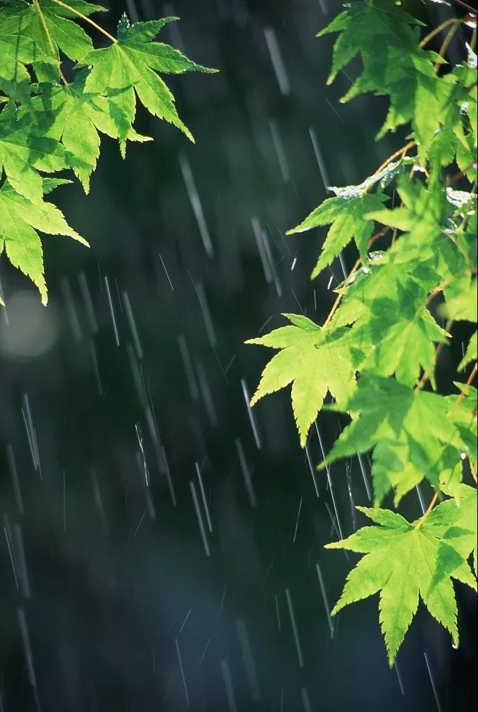 雨水时节：甘雨时降（图2）