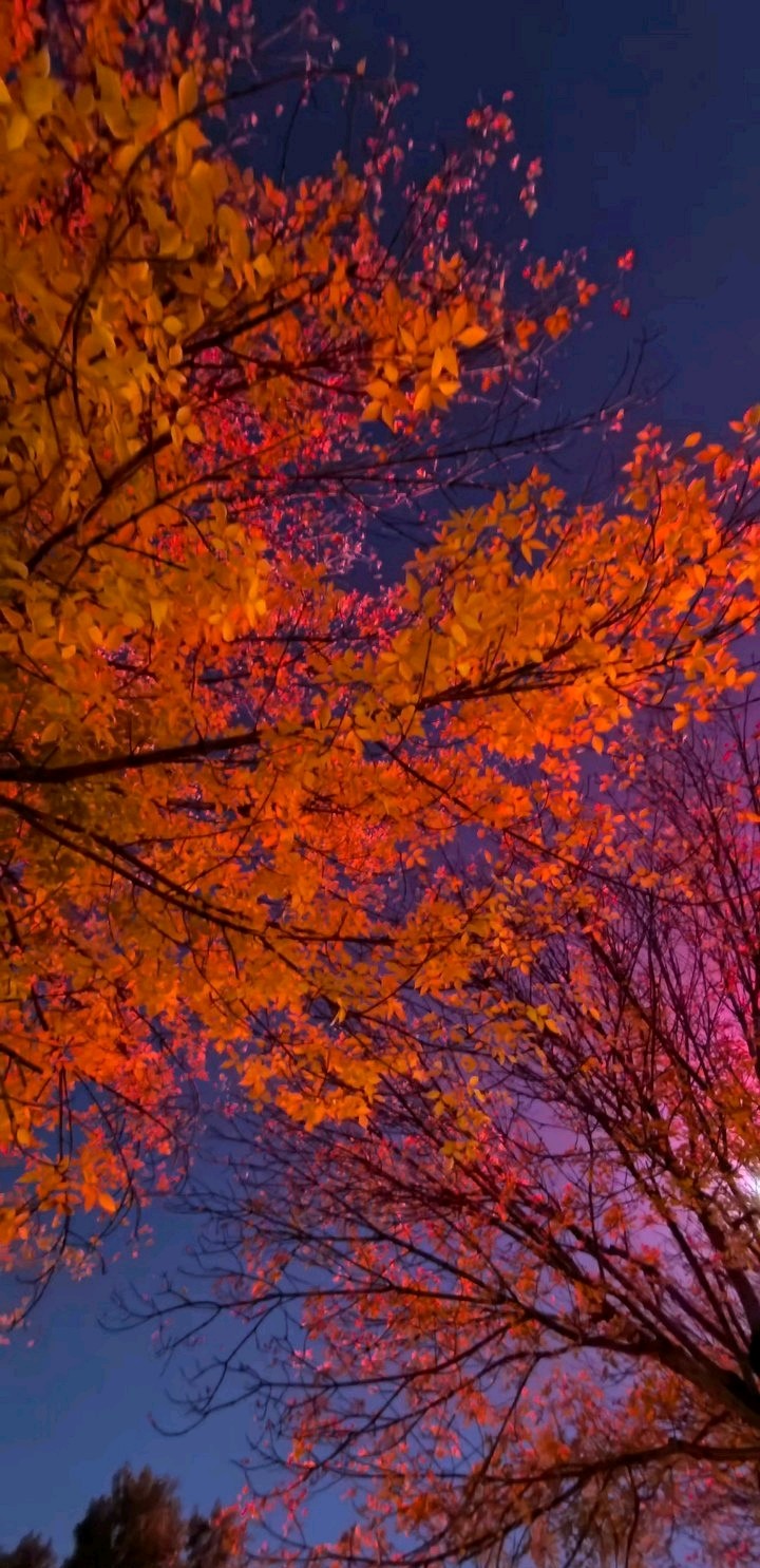 叶色胜看花（图8）