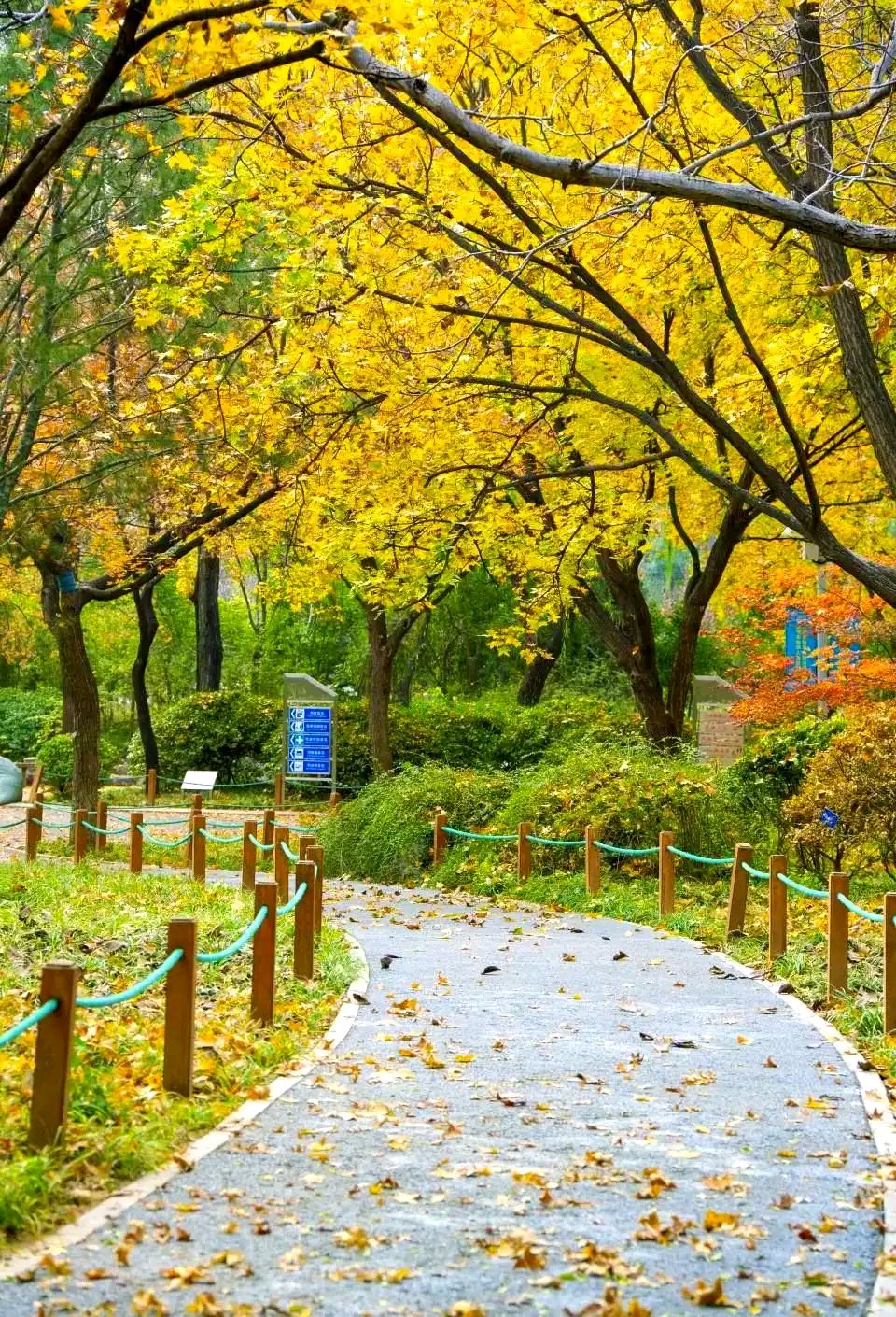 【新山东文学社】《浅冬》作者/褚向平 主播/鲁怡秀凤（图3）