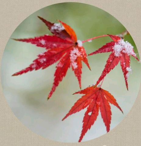 【新山东文学社】《清平乐.风寒凝霜（四首）》作者/风鸽 主播/天空（图3）