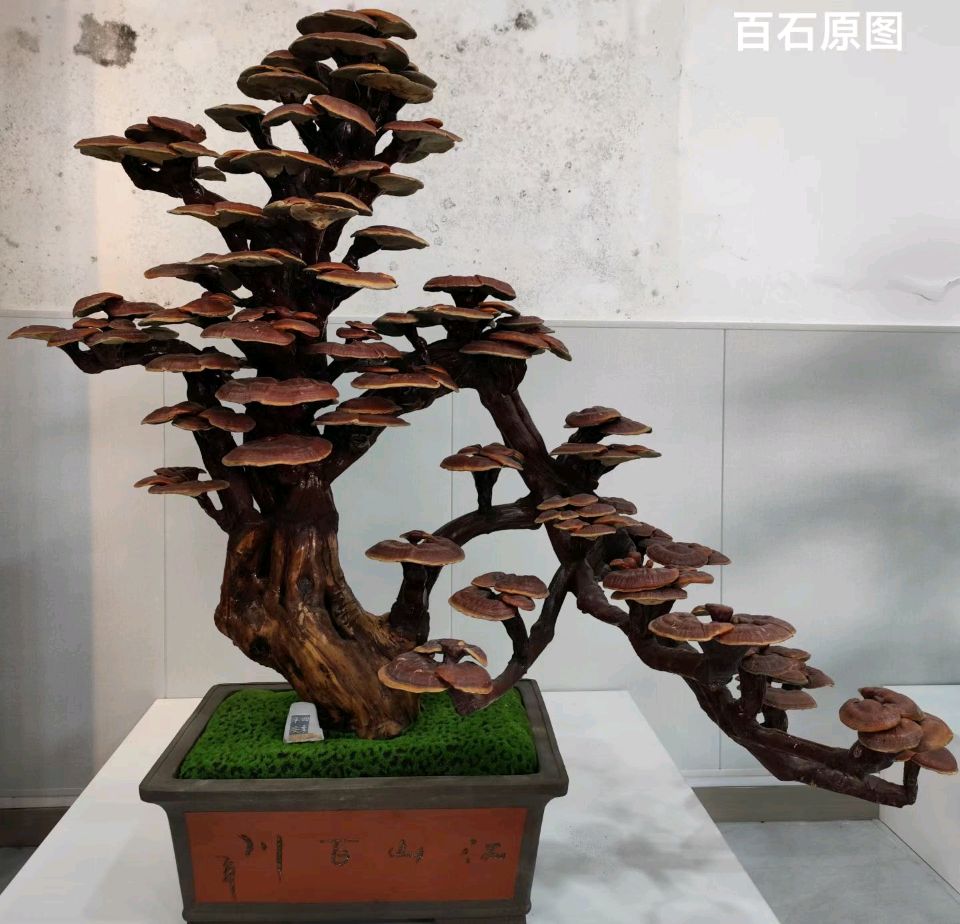 对一所校园的诗意寻访（组诗）