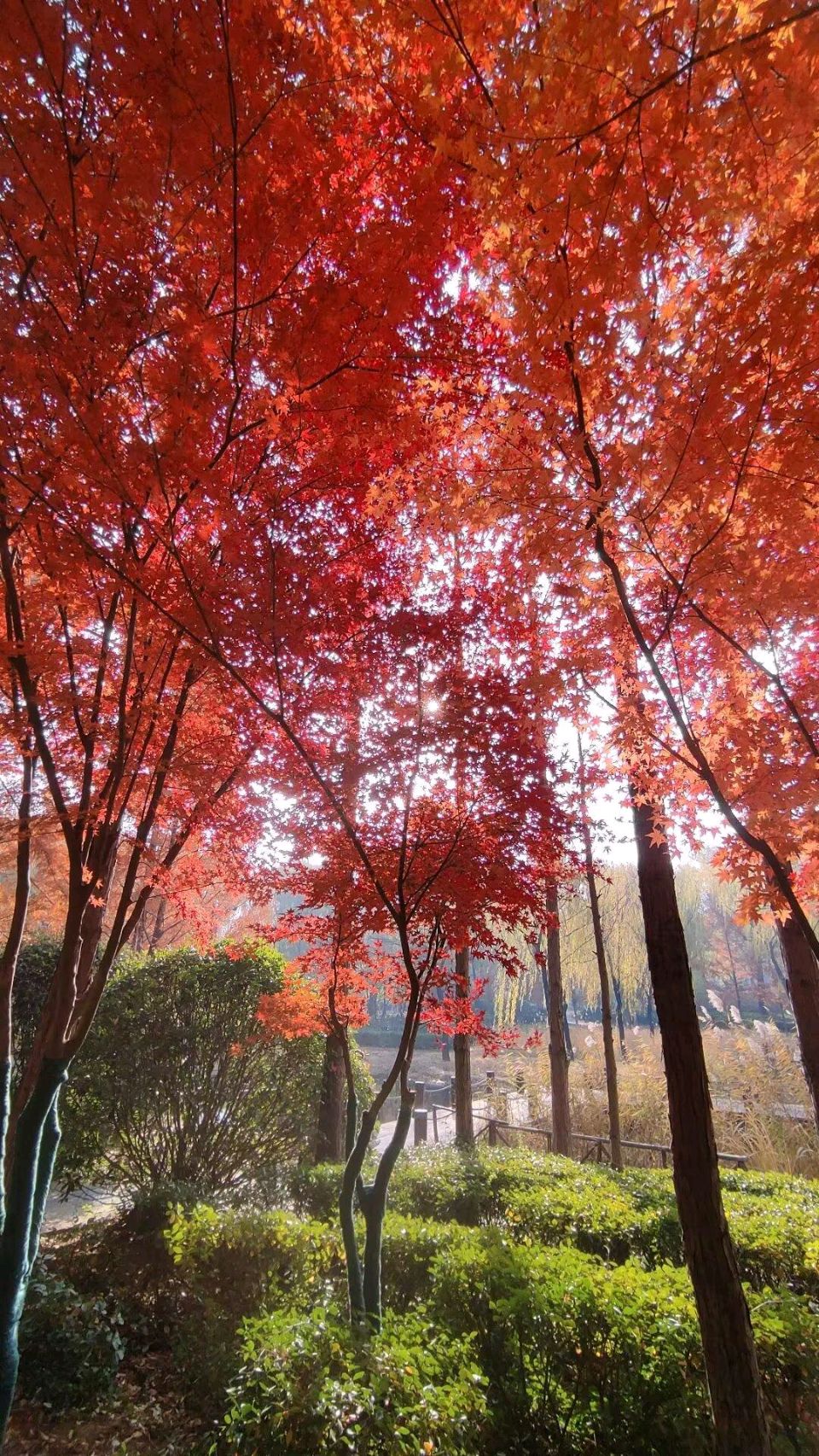 浅冬有秋韵.（图6）