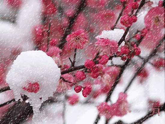 【荣耀中国】深圳分社*五绝 梅花冻雪开文/南山翁（图3）