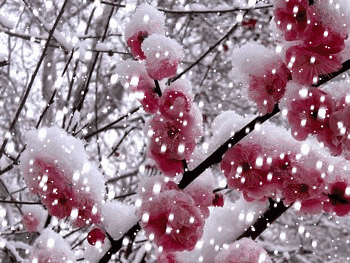 【荣耀中国】深圳分社*五绝 梅花冻雪开文/南山翁（图4）