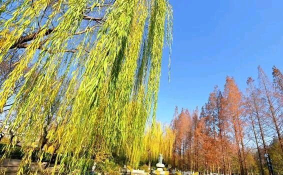 五龙潭的早晨（图7）