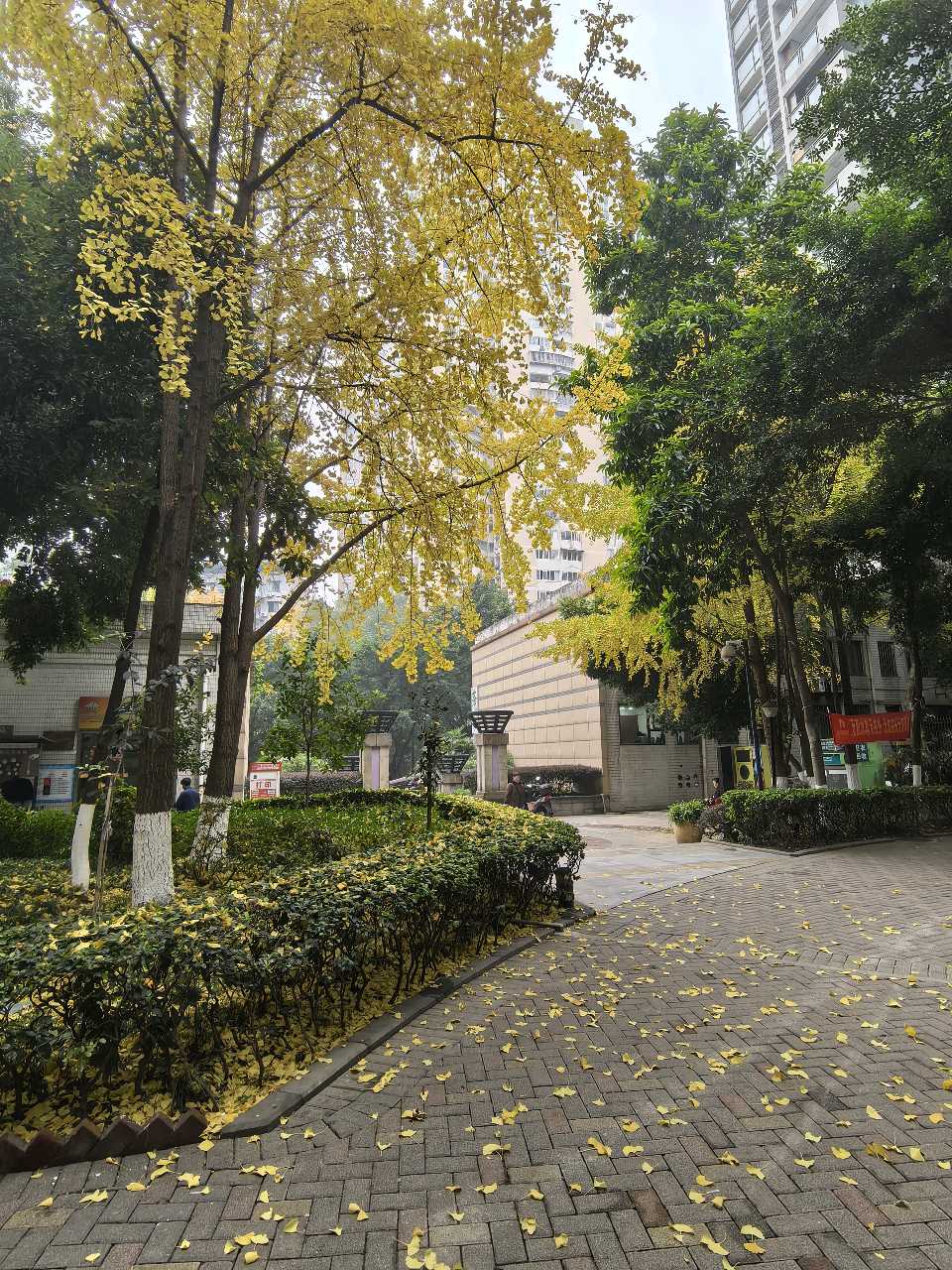 「散文」金蝴蝶的故事（图2）