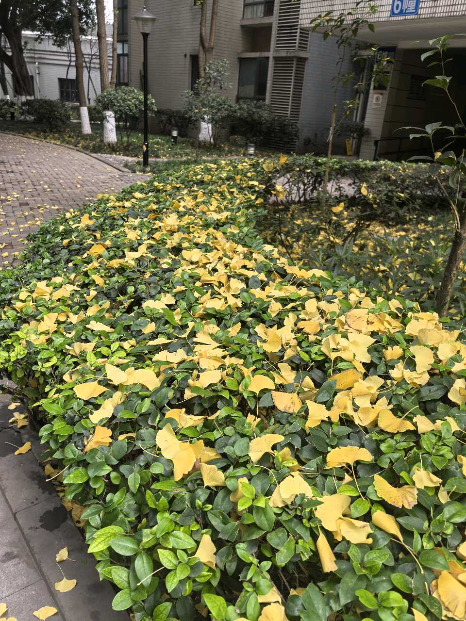 「散文」金蝴蝶的故事（图6）