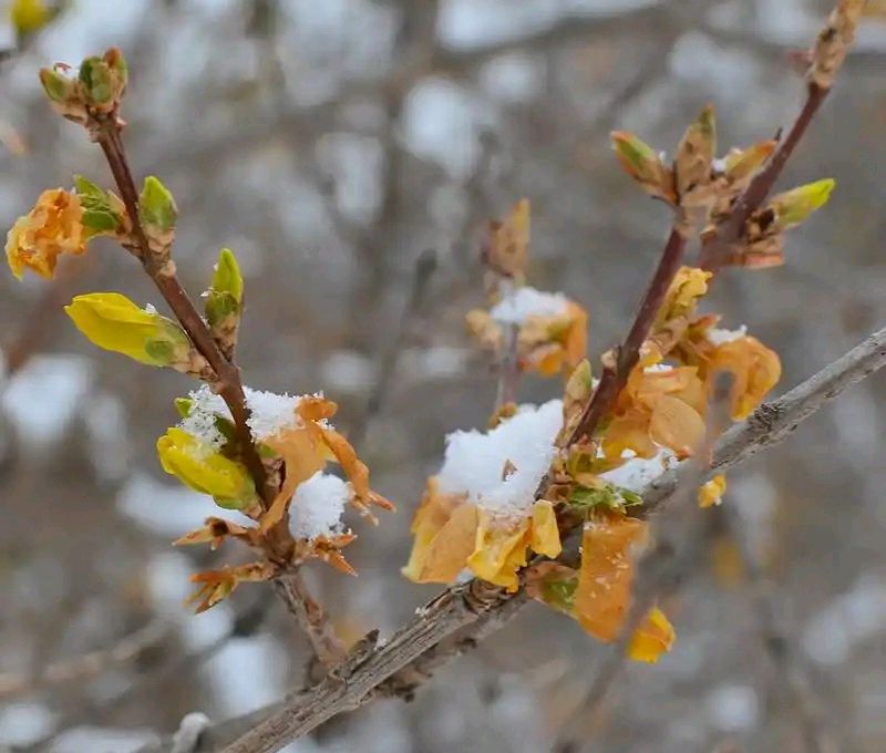 冬来莫道景萧瑟，心有阳光雪亦香‖王新卫冬日绝句十九首（图7）