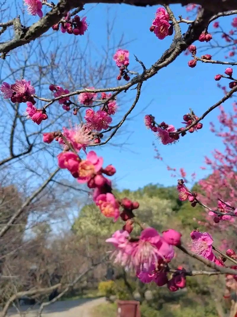 江城梅花引*冬日漫兴（外一首）作者:金夜（兰州）（图2）