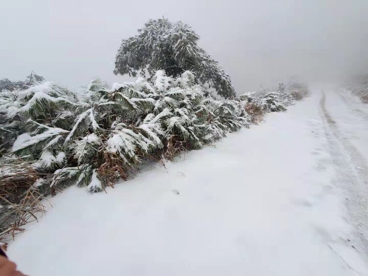 雪景（图6）