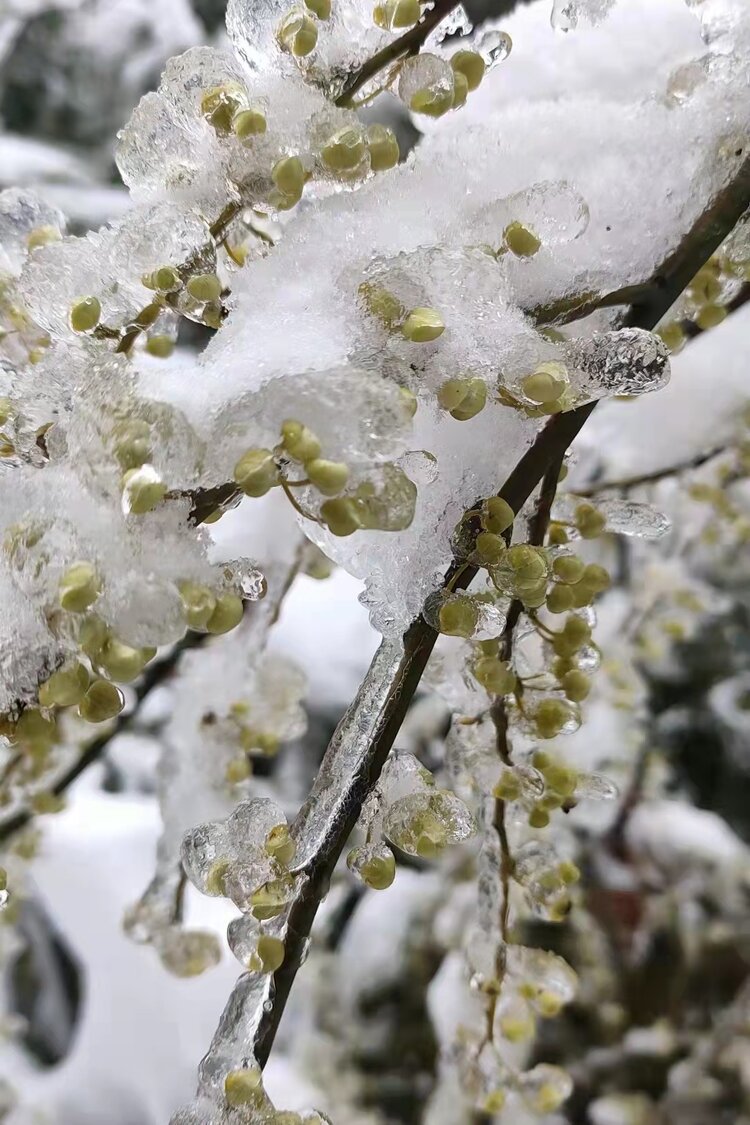 雪景（图9）