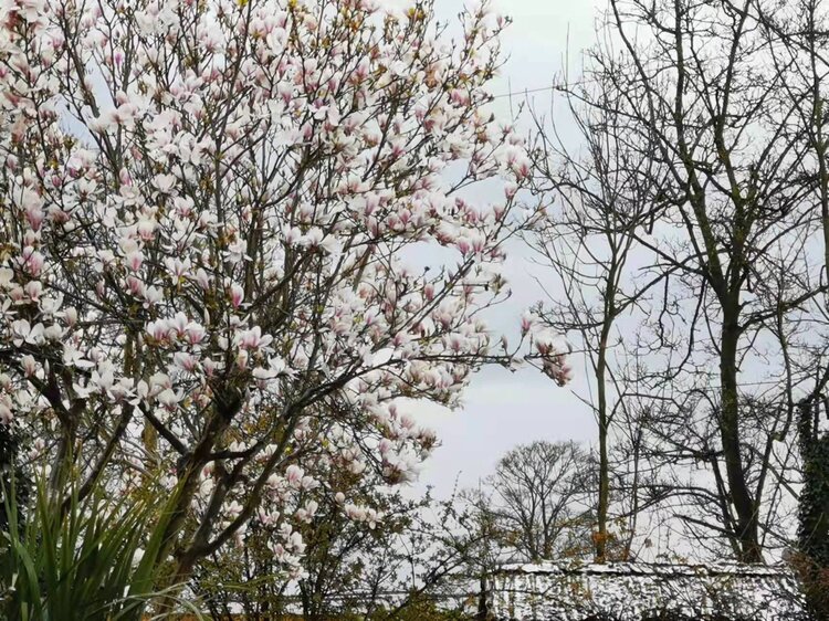 春雪玉兰（图4）