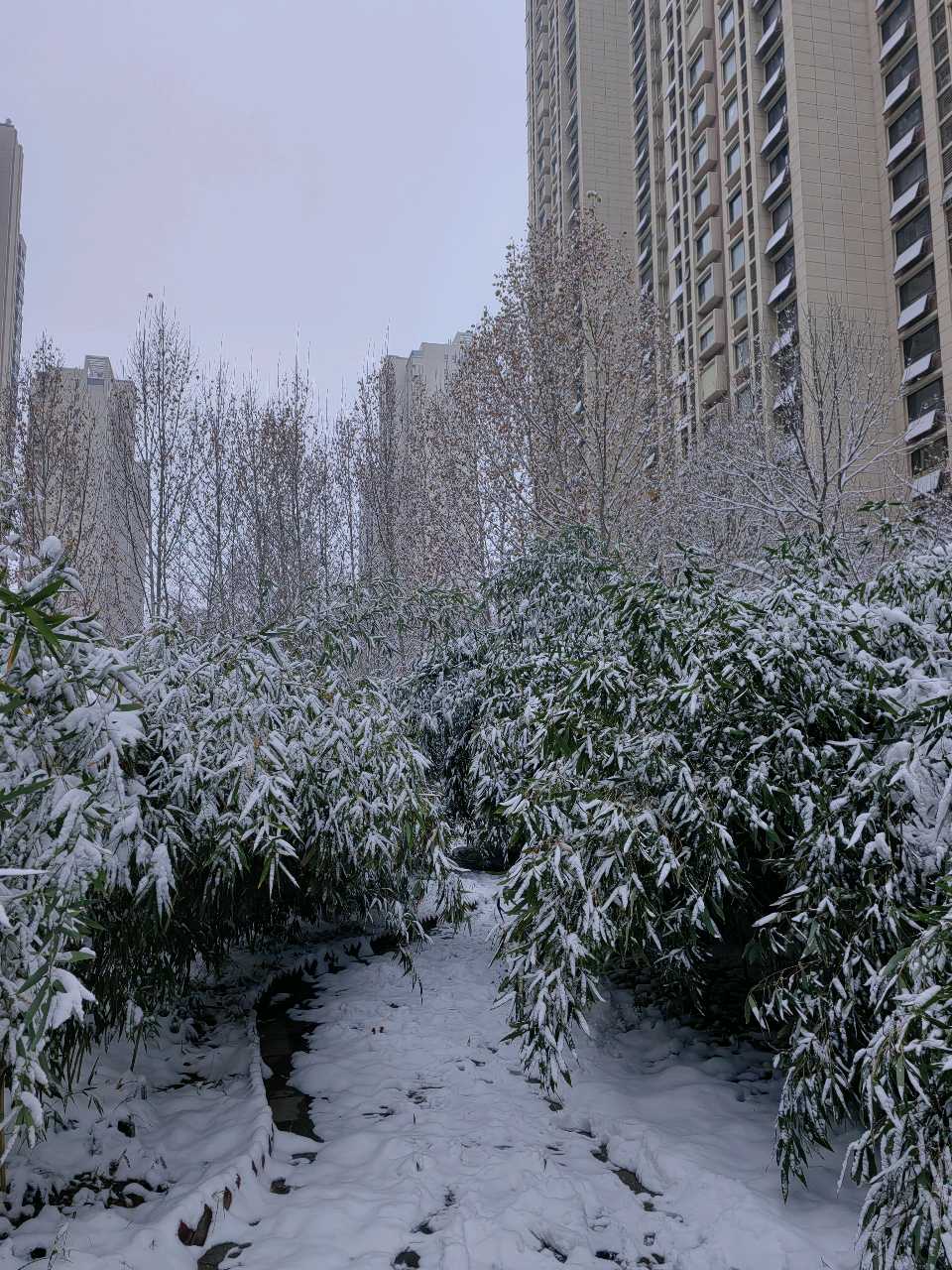 雪后竹韵❄（图2）
