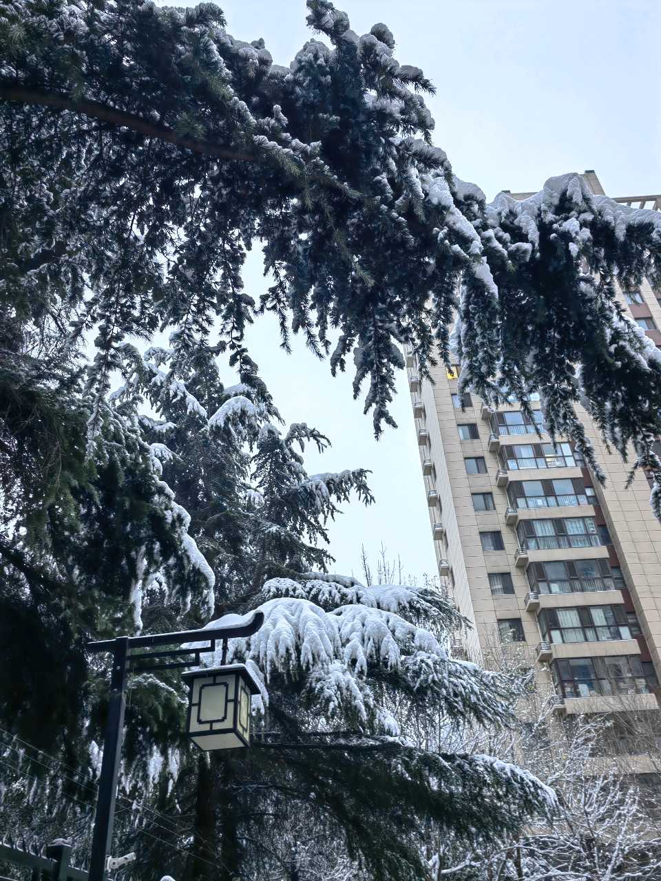 雪后竹韵❄（图4）