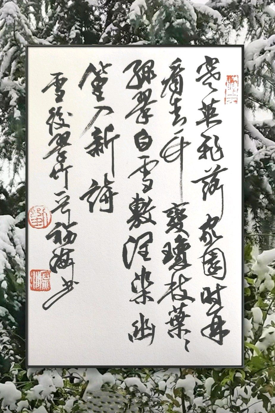 雪后竹韵❄