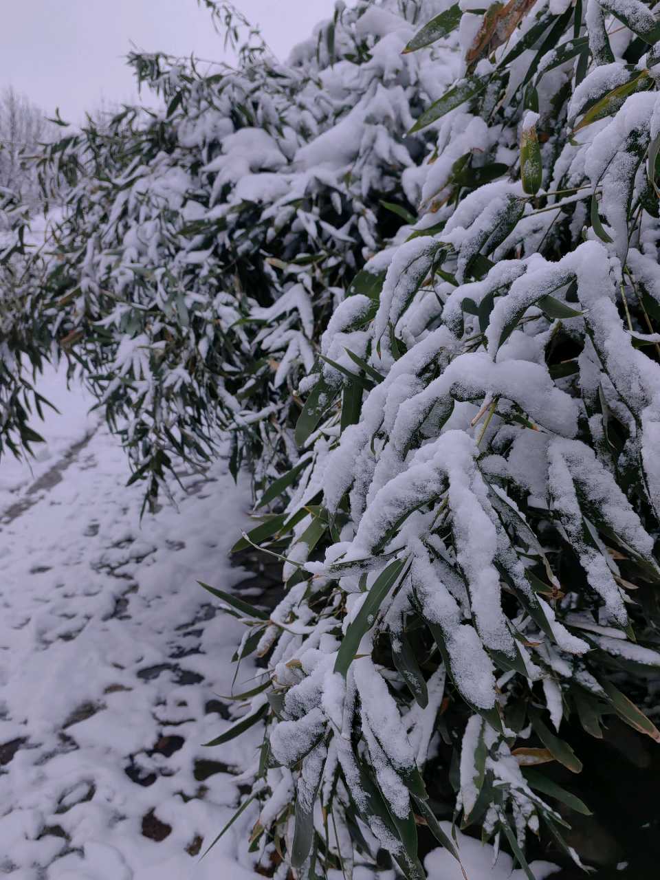 雪后竹韵❄（图3）