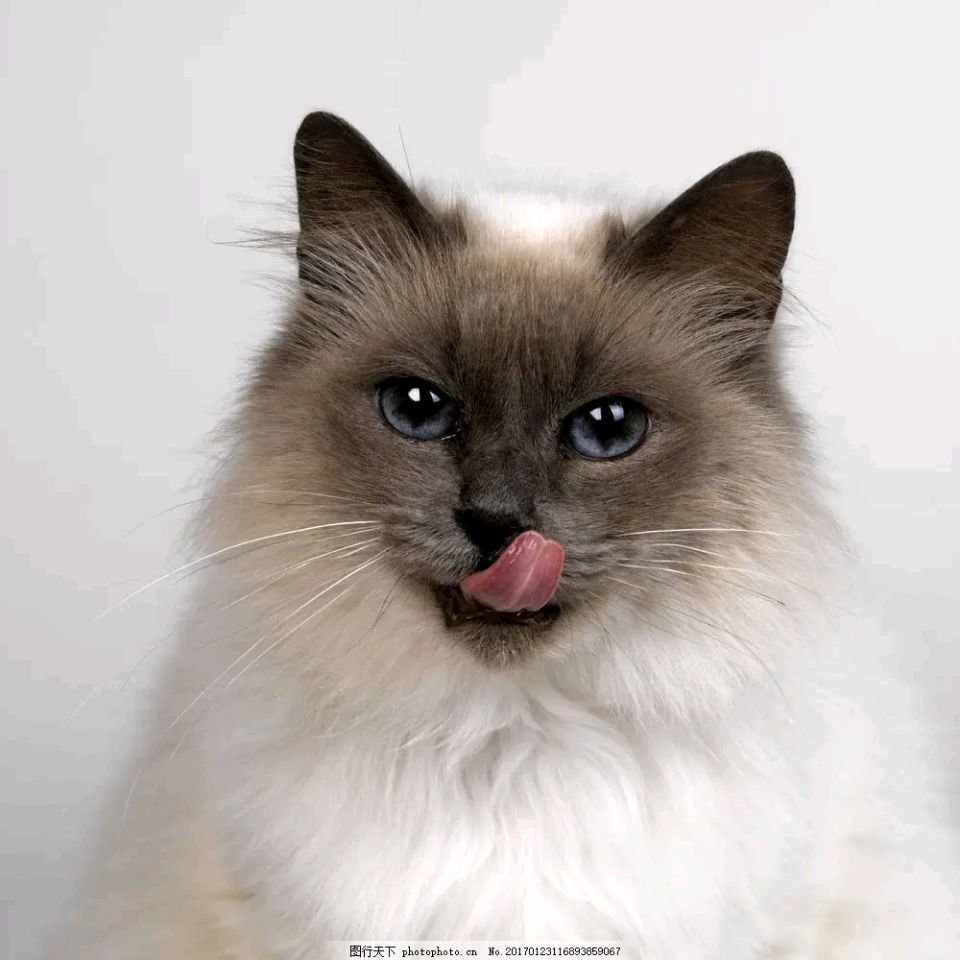【豆蔻诗社】万物有灵兽言兽语系列——我是一只自由自在的猫文/艾兰(王凤)（图5）