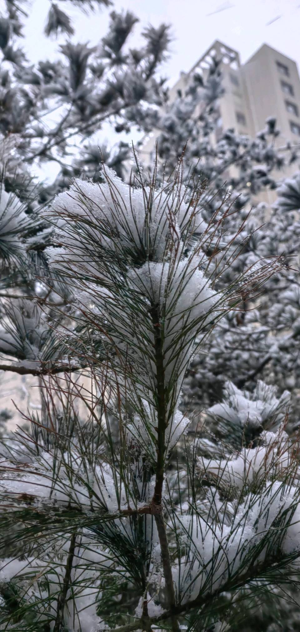 雪后松高洁❄（图6）