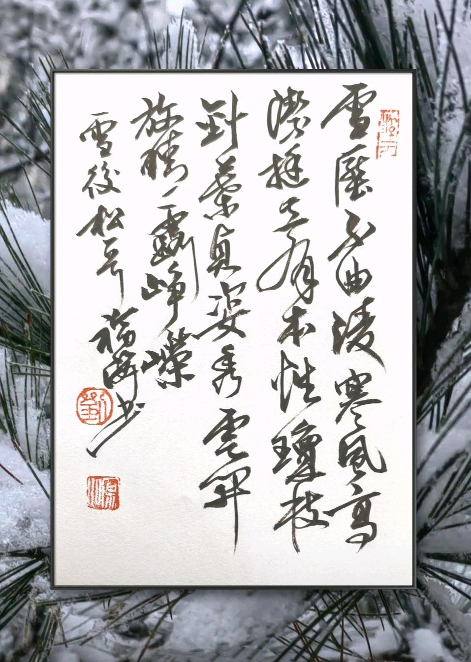 雪后松高洁❄