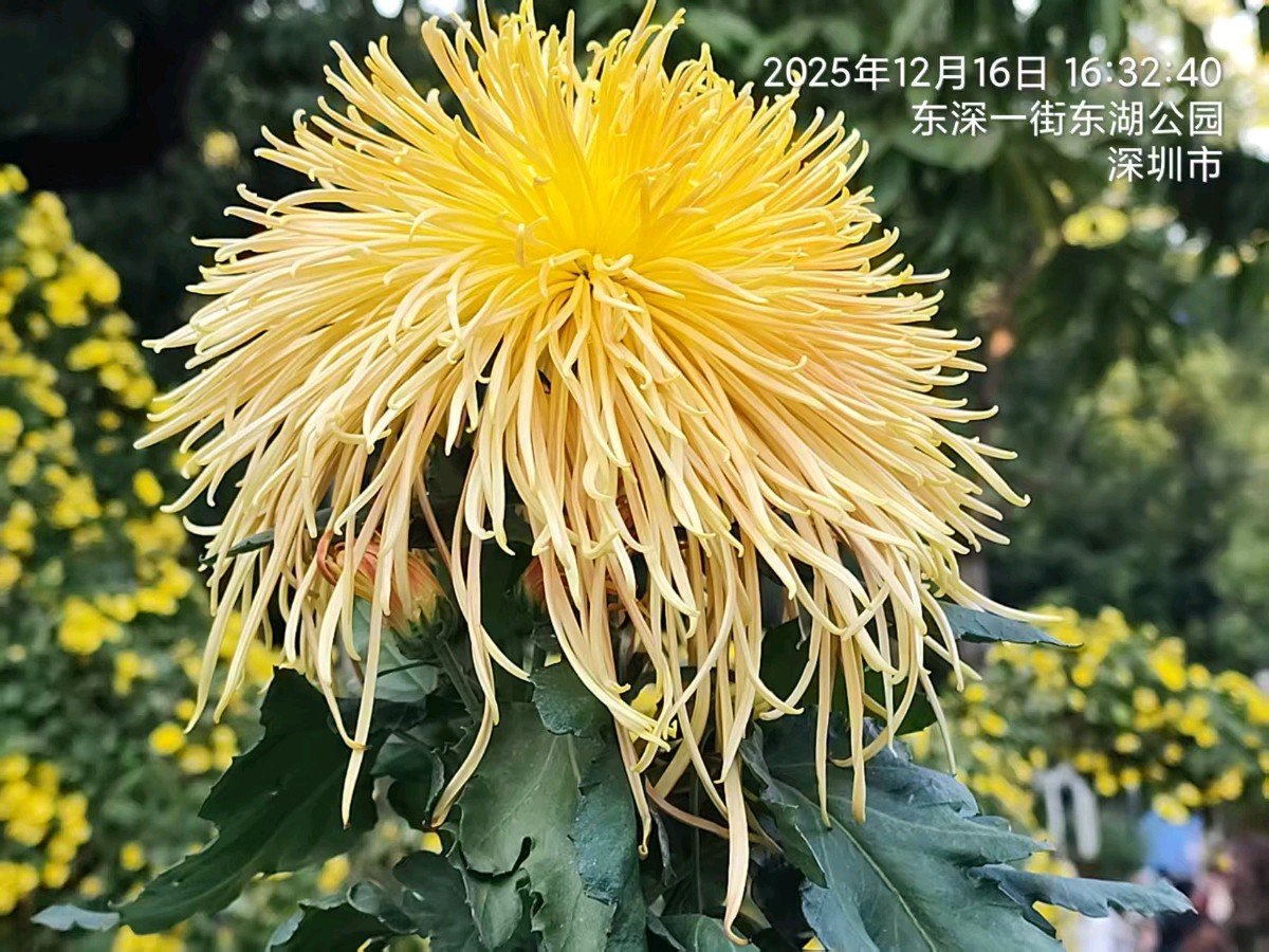 三元七绝~东湖菊展（附对联）文/詹成
