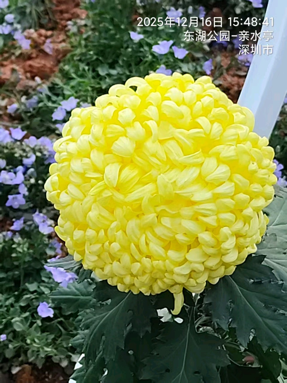 三元七绝~东湖菊展（附对联）文/詹成（图4）