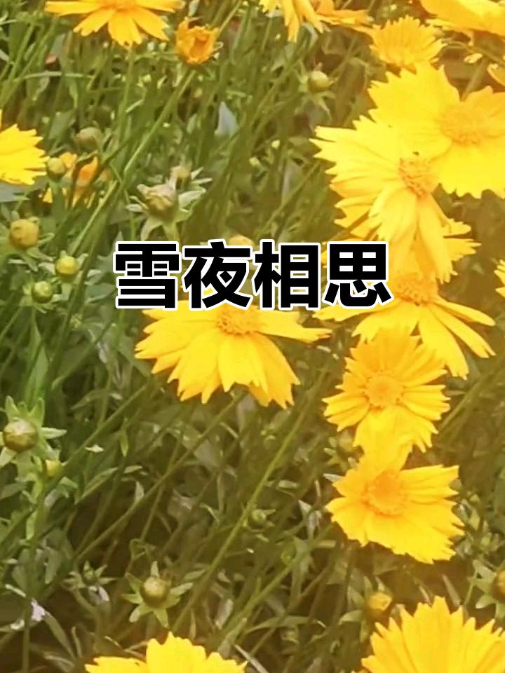 中华红旗国际诗社~北京头条~雪夜相思·作者/雨下罗加·主播/柔荑（图3）