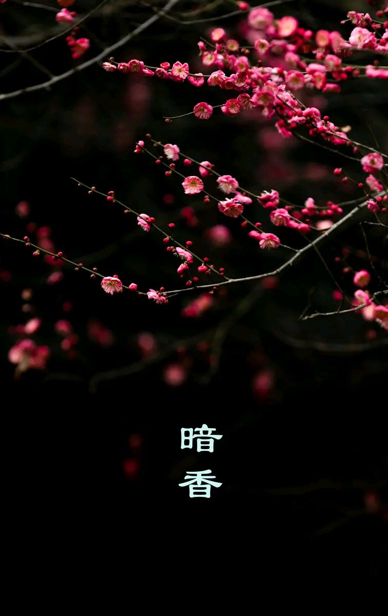《暗香》作者：田歌 诵读：园园 [中国现代诗歌文化传媒推荐]（图5）