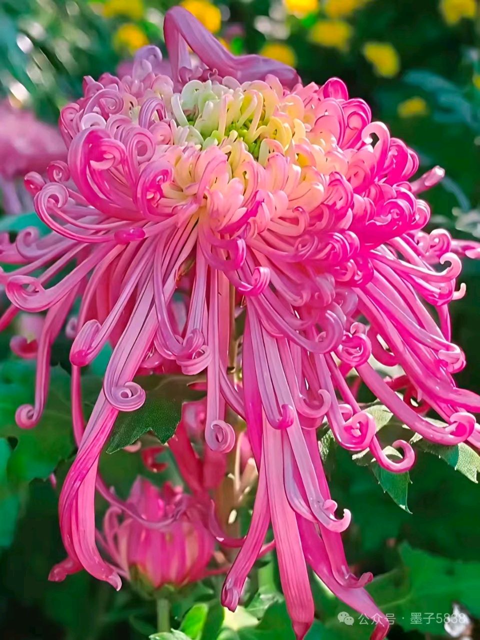 刘凤亭：菊花诗‖巴彦诗协【1079】（图3）