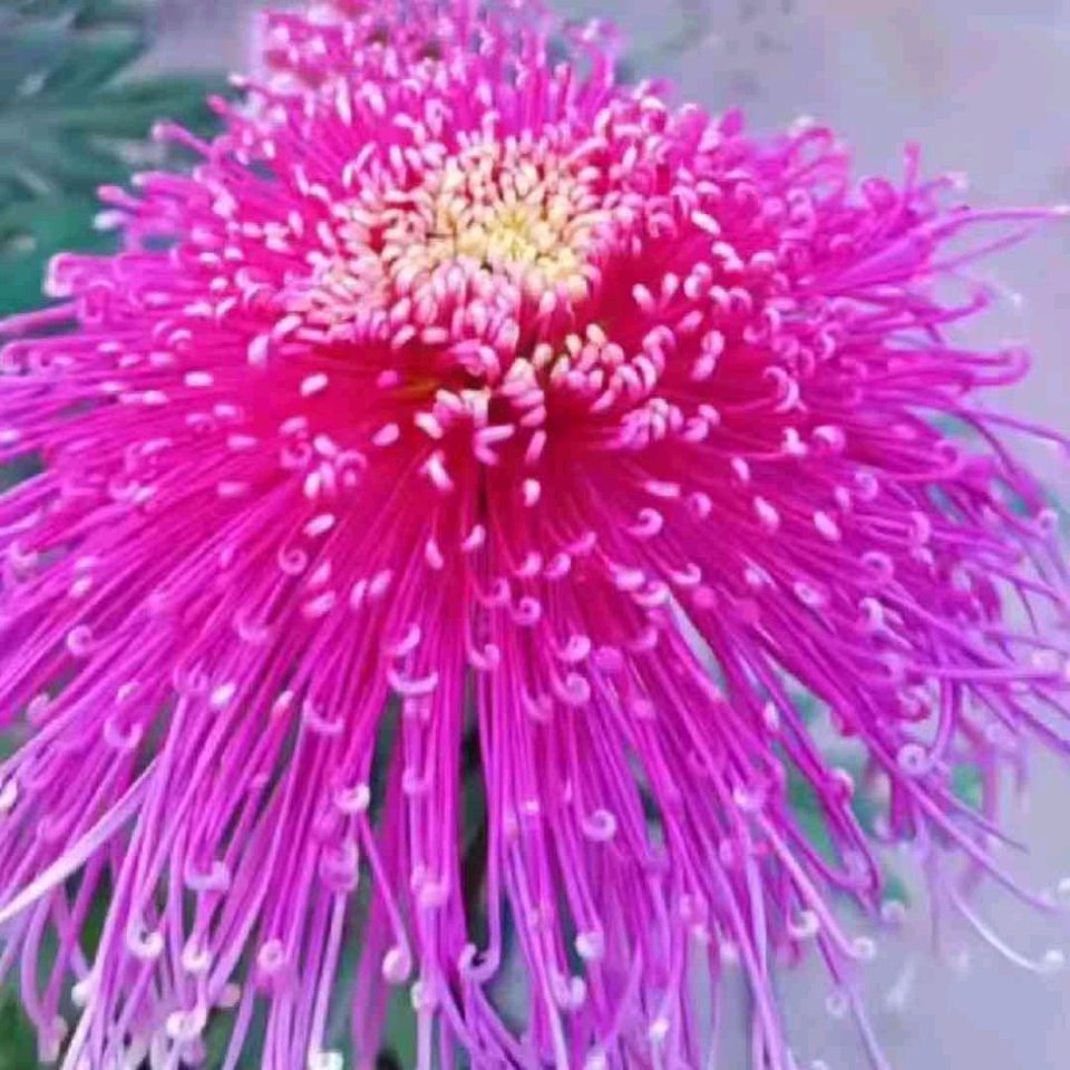 刘凤亭：菊花诗‖巴彦诗协【1079】（图5）