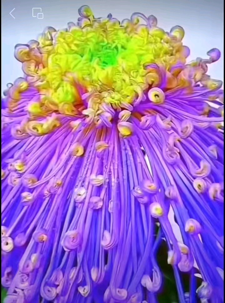 刘凤亭：菊花诗‖巴彦诗协【1079】（图6）