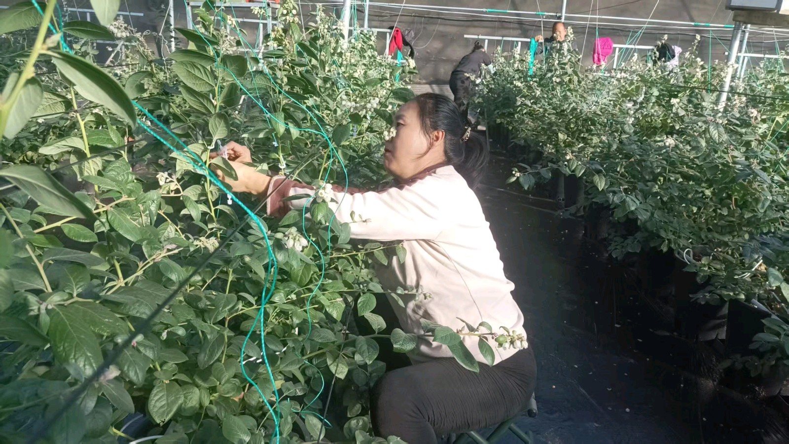 扶农助农志愿忙 莓香满棚情意浓（图2）