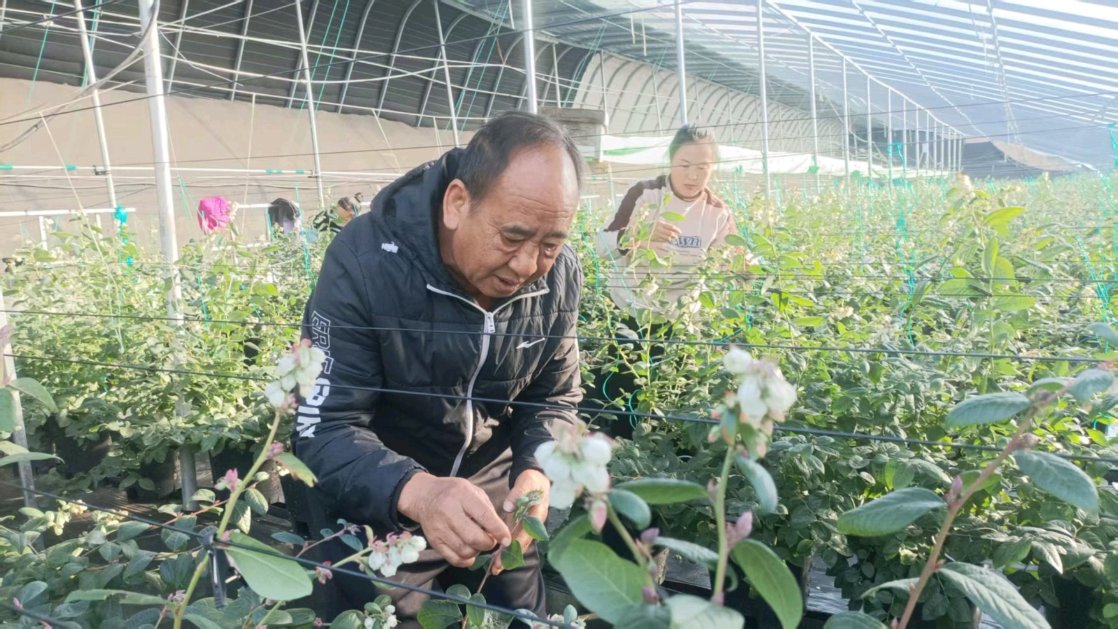 扶农助农志愿忙 莓香满棚情意浓（图5）