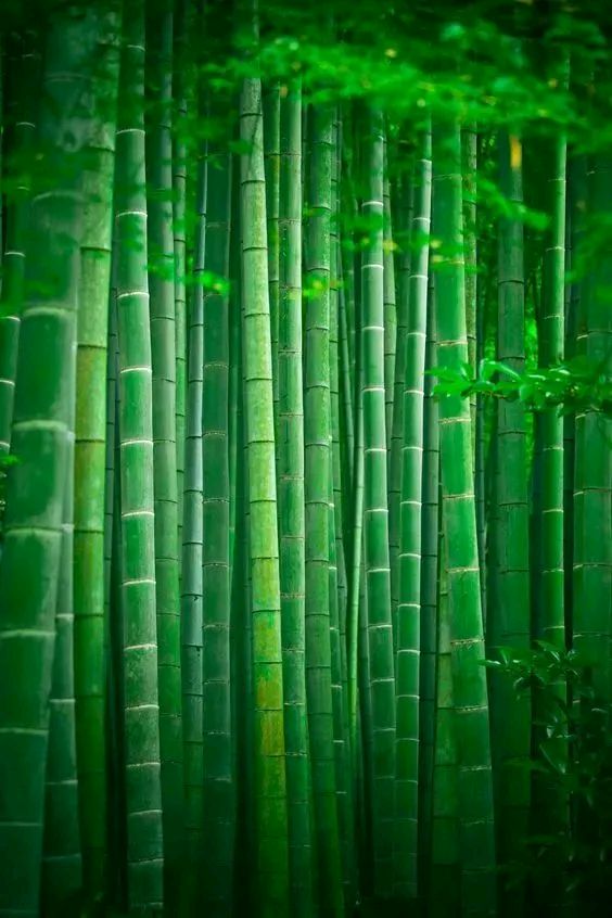 南安中学:写作教学研讨+梅苑文学社开班