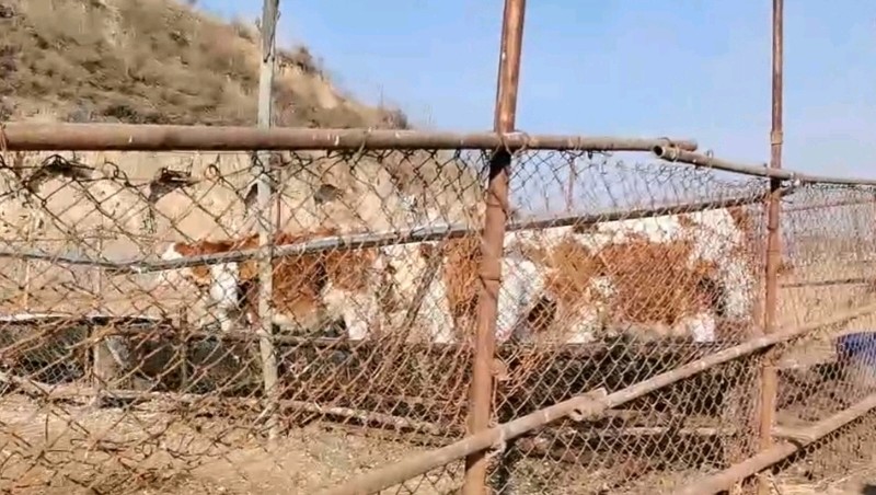 志愿调研暖寒冬 养殖诉求记心间（图3）