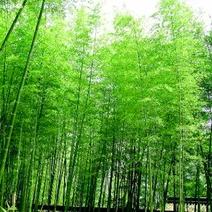 联机全球发布牟福香《精彩晨语》（图4）