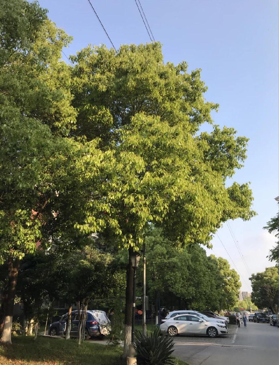 印象南京之一(图2)