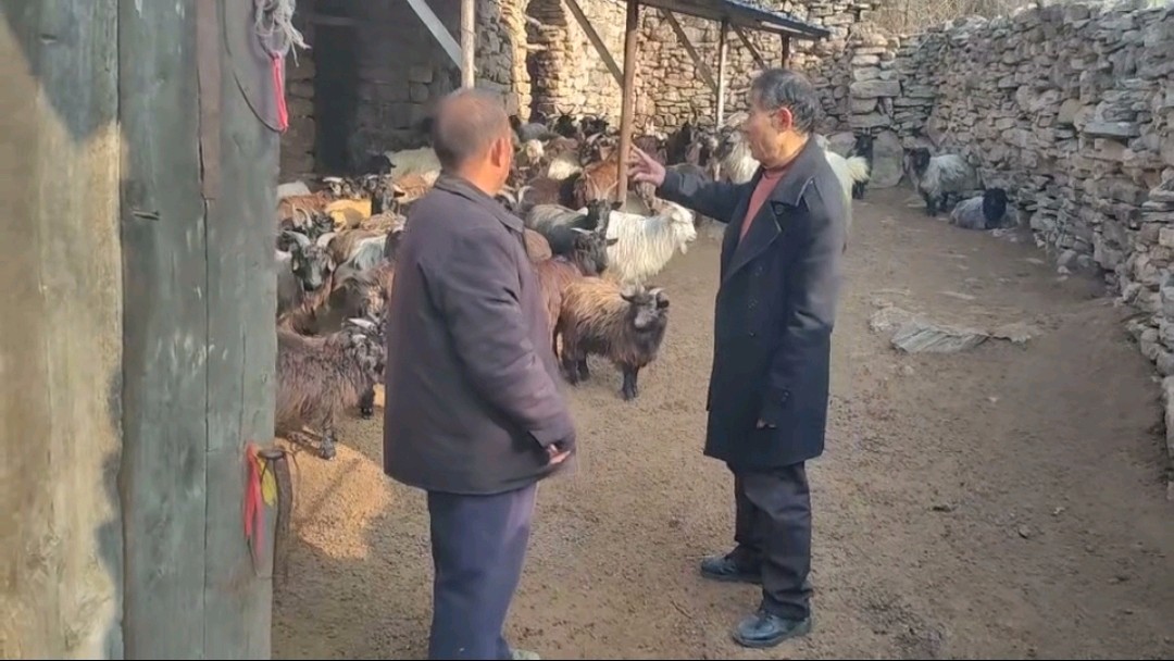 调研走访养羊产业 志愿聚力乡村振兴（图3）
