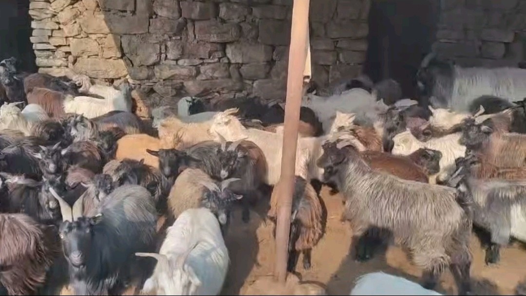 调研走访养羊产业 志愿聚力乡村振兴（图2）