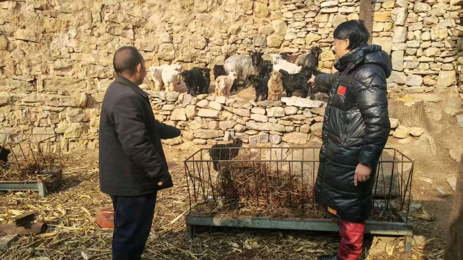 调研走访养羊产业 志愿聚力乡村振兴（图5）