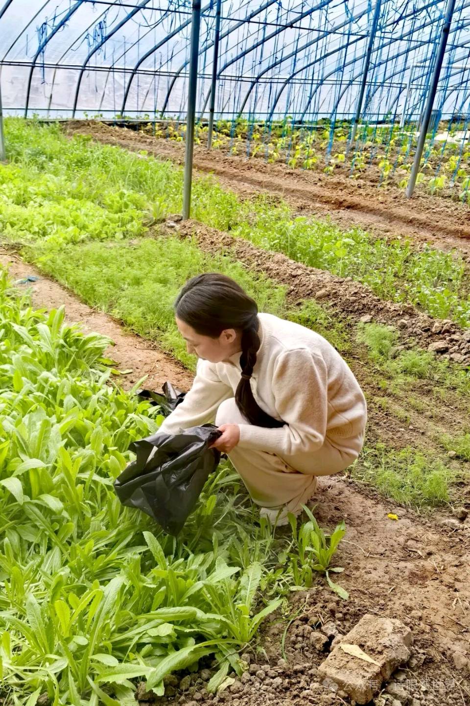【都市头条向幸福出发编辑部】第14670期 菜香里的故乡——致仵龙堂 陈家芝（图3）