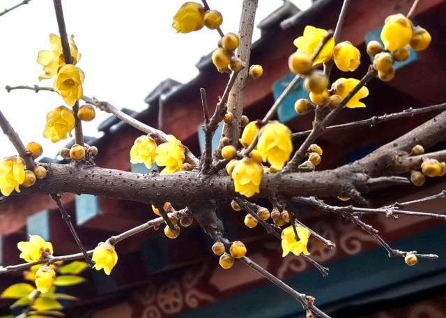 沧园的蜡梅（图4）