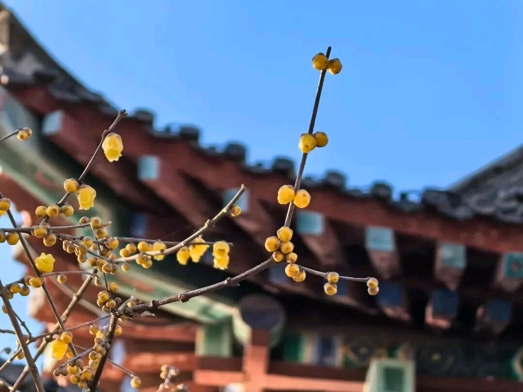 沧园的蜡梅（图5）
