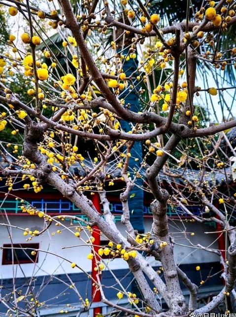 沧园的蜡梅（图6）