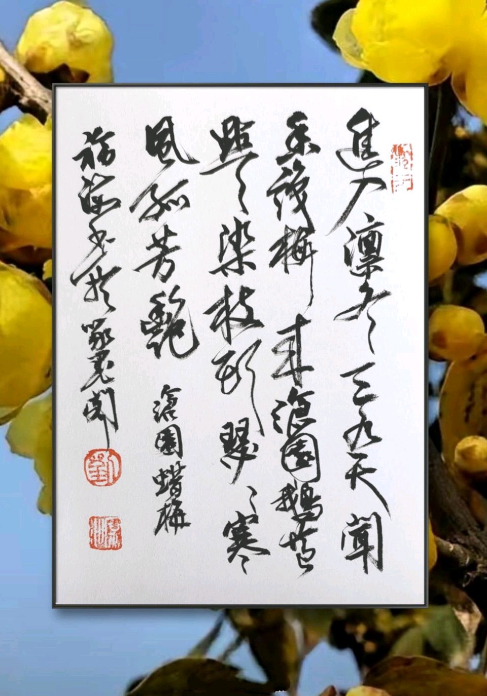 沧园的蜡梅